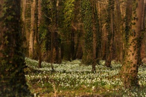 silvaris:  Deep into the forest,   Snowdrops, everywhere, 