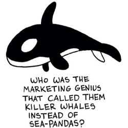 9gag:  Killer Whales or Sea Pandas?