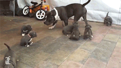 sizvideos:  Watch these little puppies swarming big brother 