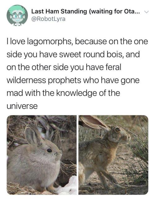 rabbitsoverload:Not just our chonky bois deserve love