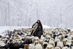 fotojournalismus:A shepherd leads his herd back from grassland