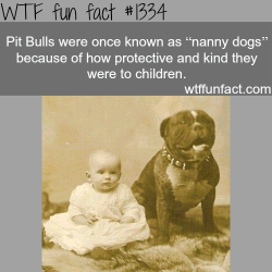 wtf-fun-factss:  pit bulls - nanny dogs / animals facts MORE