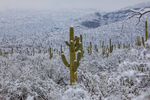 keepingitneutral:  Snow in the Sonoran Desert !Arizona Illustrated