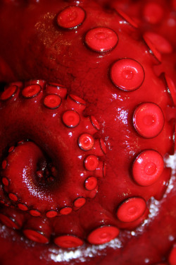 octopoda:  Red Spiral by J. Griffin Stewart