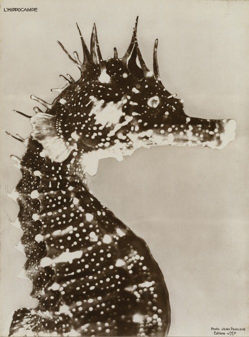 nobrashfestivity:    Jean Painlevé, Seahorse,1934   