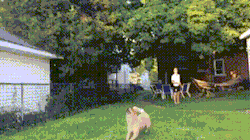 GIF87a