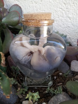 strangeinsugarhouse:  Fetal kitten wet specimen in heart shaped