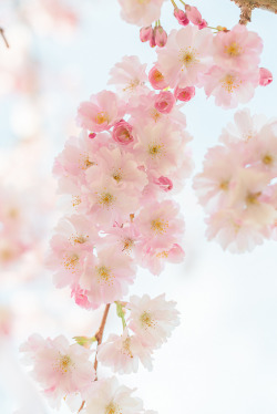 floralls:    Cherry Blossoms by   Elizabeth  