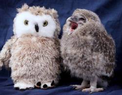 Birds of a feather (Owlet and friend)