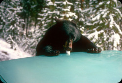 vintageeveryday:Bear eating marshmallow, Yellowstone National