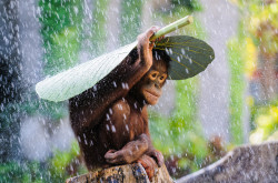 sixpenceee:  Orangutan takes a banana leaf and puts it on top