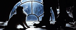 faerybites:  The Crow (1994)