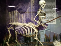 copperbadge: FYI guys in Florida there’s a museum called SKELETONS: