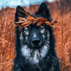 everythingfox: 📷:  C.Taylor  