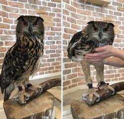 thebibliosphere: awwww-cute: Had no idea owls have such long legs (Source: http://ift.tt/2q1V5n7) He looks so angry about having his secret exposed. 