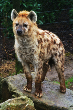 fenrislorsrai:  hyena by ddefreytas on Flickr. 