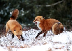 beautiful-wildlife:  Fox Fight by Megan Lorenz   Red Fox Fight