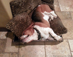 ingloriousbassets:  I’m not saying it was sleeping bassets,