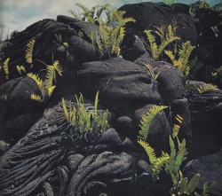 pleoros:LIFE: Nature Library Ecology, 1970