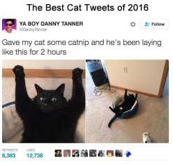 catsbeaversandducks:  Best Cat Tweets Of 2016 Via Bored Panda