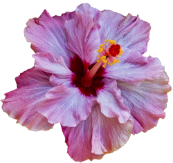 transparent-flowers:   Hibiscus rosa-sinensis. 