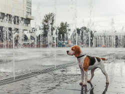 handsomedogs:  Beagle / / Andrey Shat  