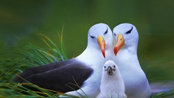 magica-tenore-regina:  wittyandcharming:  THESE PARENT BIRDS