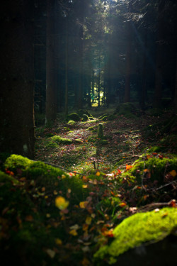 ylfra:  Gothenburg forest 