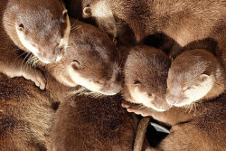 dailyotter: The Coziest Otter Cuddle Puddle Ever Via kiguru_e_mi