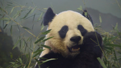 pandasneedourlove:© joeypandabearsGiant Panda Mei XIang at the