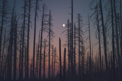 charleyzheng:That feeling of being in the woods, at sunset, in