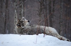 Wolf  | by: { Mimi Martin } 
