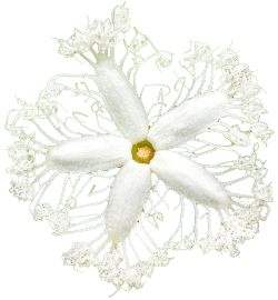 transparent-flowers:  Serpent Gourd flower. Trichosanthes cucumerina.
