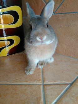 bony-the-bunny:  My human just told me that I have more than
