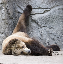 some-loser-called-jab:  grizzly-bear-official: bears-official:  a-pure-and-wholesome-bear: big bear mood IT ME  Oooo….Tired….  @grizzlybutch