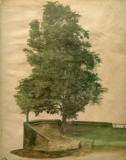 wetreesinart:  Albrecht Dürer (1471-1528), Linden Tree on a