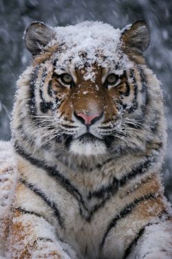 In his element (Siberian tiger)