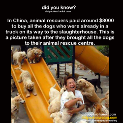 mequeme:  En china, unos “rescatadores de animales” (¿existe