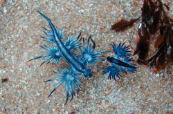 Glaucus Atlanticus