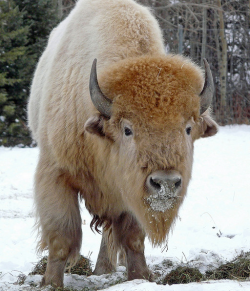 Great white buffalo 