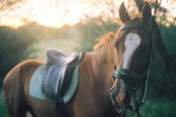 valscrapbook:   	My horse by Anne Valeur    	Via Flickr: 	in