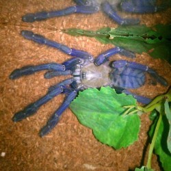 batsandspiders:  Saphirre, the singapore blue. #tarantula #spider