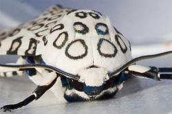 madmothmiko:  Giant Leopard Moth 