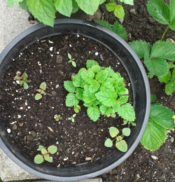 woods-baby:  lemon balm, chamomile & borage from my healing