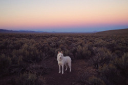 coyotegold:johnandwolf: Middle of Nevada on the 50, “the loneliest