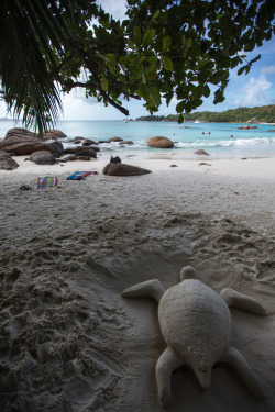 d-vn:  Nesting of the endangered giant sand turtle - Anse Lazio