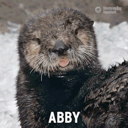 montereybayaquarium:  Furry, feisty, paw-erful—Otter Girl!