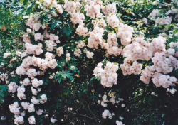 nostalgic-dreaming:  (by rose claw) 