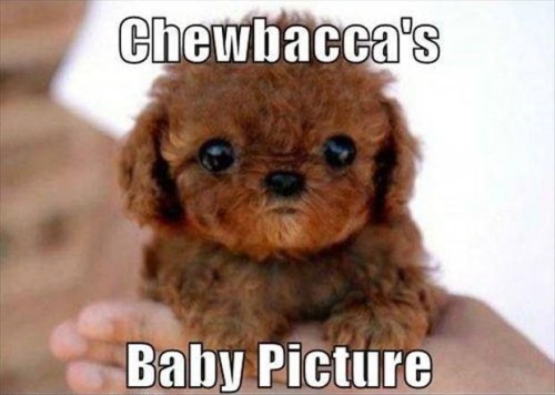 Who’s a cute widdle wookie-poo??