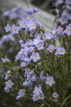 riverwindphotography:  Jacob’s Ladder (Polemonium caeruleum)